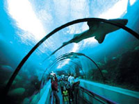 acquario_tunnel.jpg